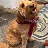 For Them Maroon Bandana